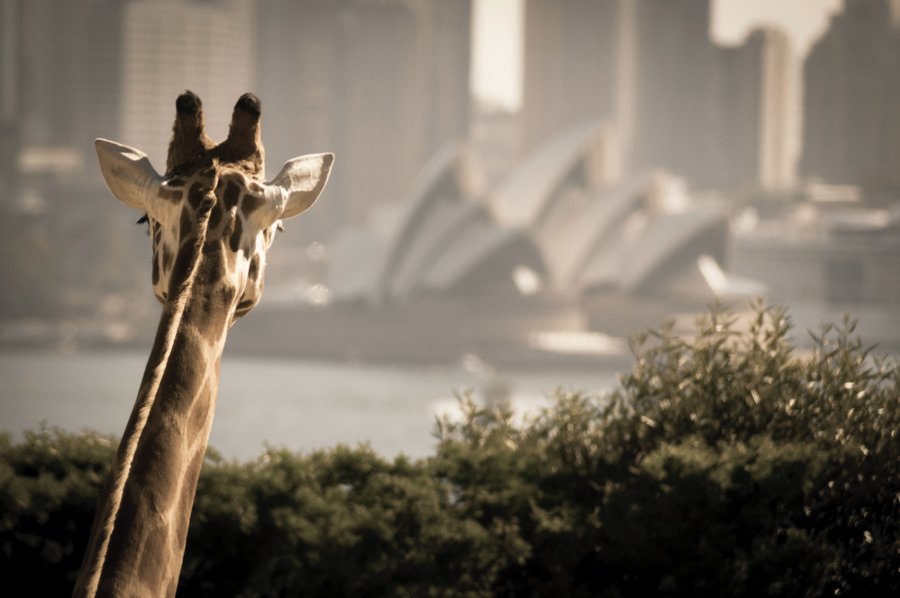 Is Sydney Zoo Better Than Taronga Zoo? – Holidays In Oz